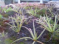 Drosera Regia Stephens (fam Droseracees) (Afrique du Sud) (01) (Photo F. Mrugala)